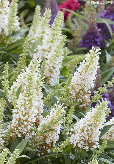 Buddleja davidii 'Botex 003' BUTTERFLY CANDY LITTLE WHITE