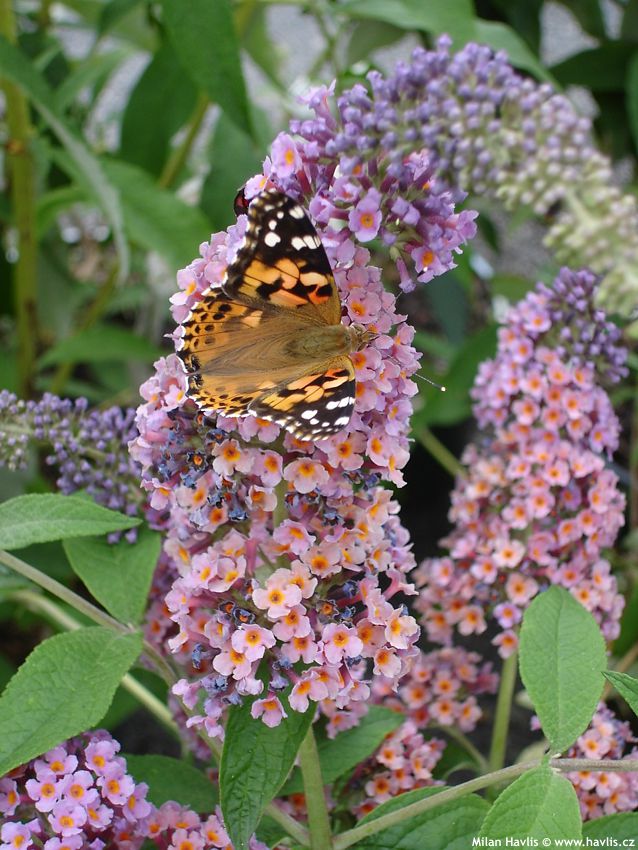 buddleja davidii Flower Power P2009 4.jpg