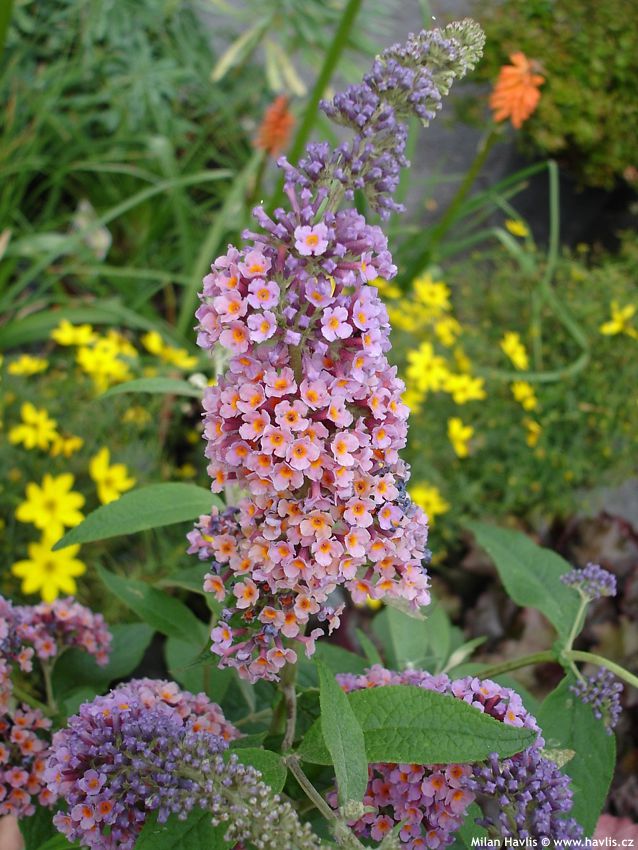 buddleja davidii Flower Power P2009 6.jpg