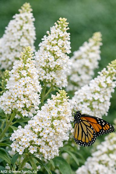 Buddleja davidii 'WHITE PROFUSION'