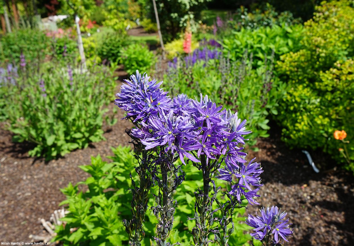 camassia leichtlinii Caerulea