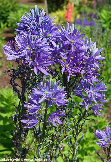 Camassia leichtlinii 'CAERULEA'