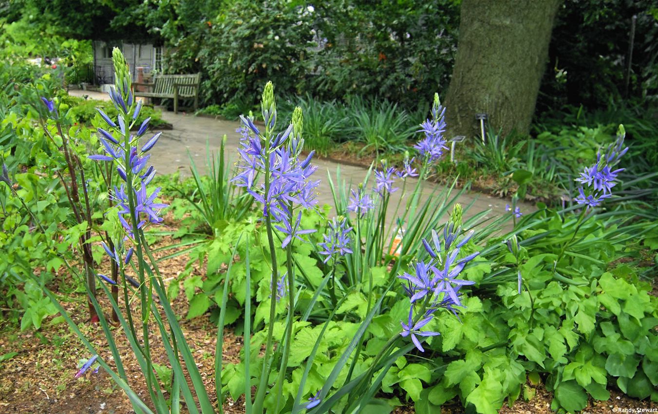 camassia leichtlinii