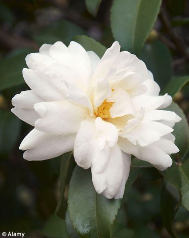 Camellia 'WINTER'S WATERLILY'