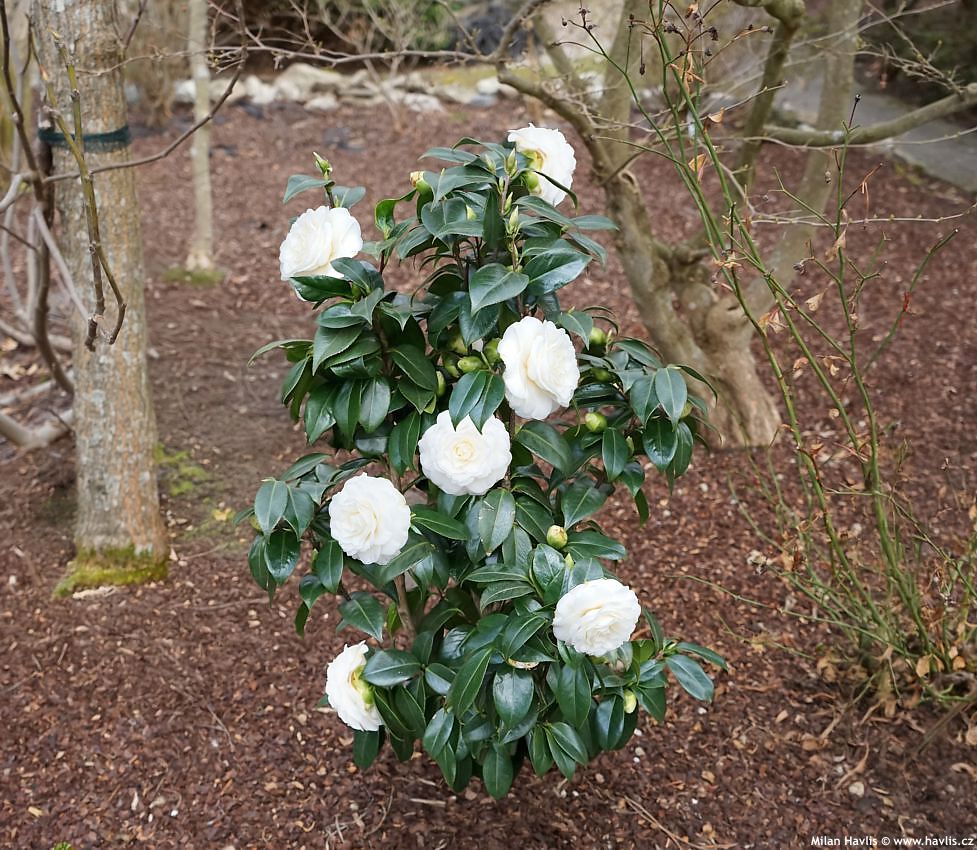 camellia japonica Matterhorn