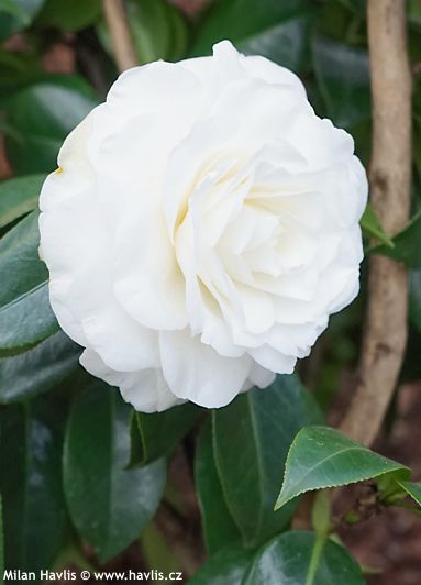 Camellia japonica 'MATTERHORN'