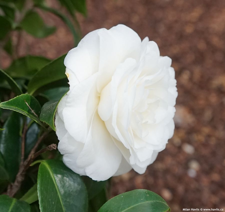 camellia japonica Matterhorn