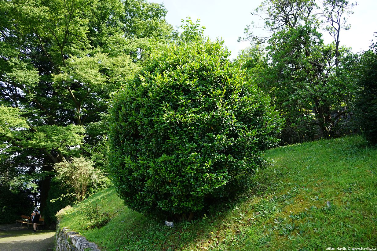camellia sasanqua Yuletide