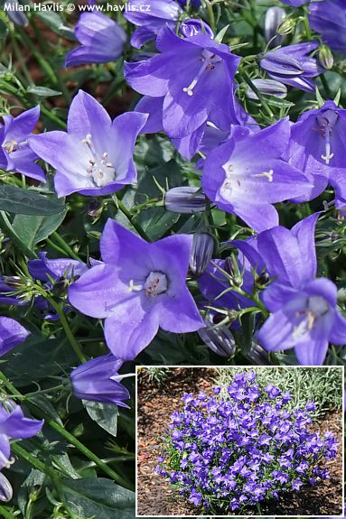 Campanula 'Camp Bule' STARINA SPRING BELL