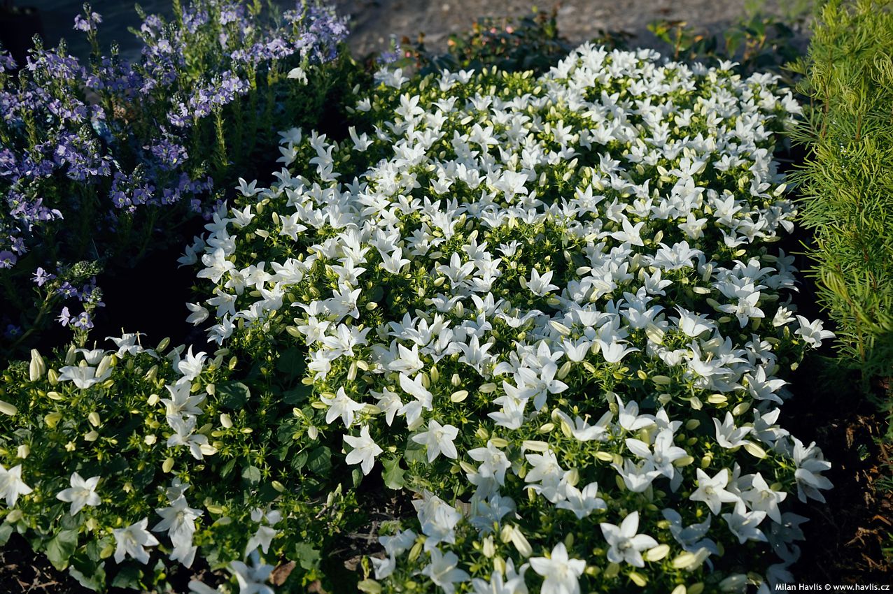 campanula carpatica White Star