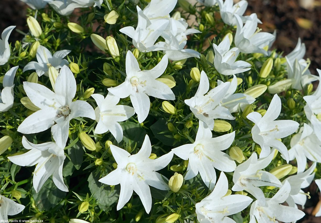 campanula carpatica White Star
