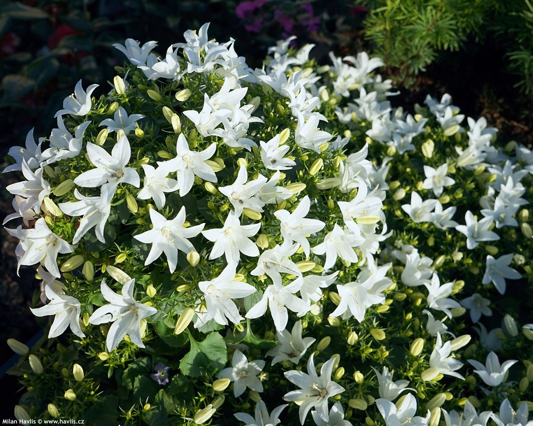campanula carpatica White Star
