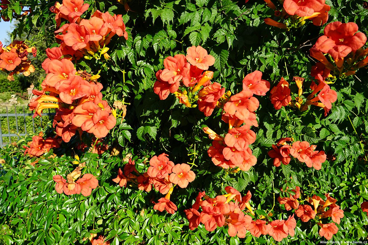 campsis x tagliabuana Madame Galen