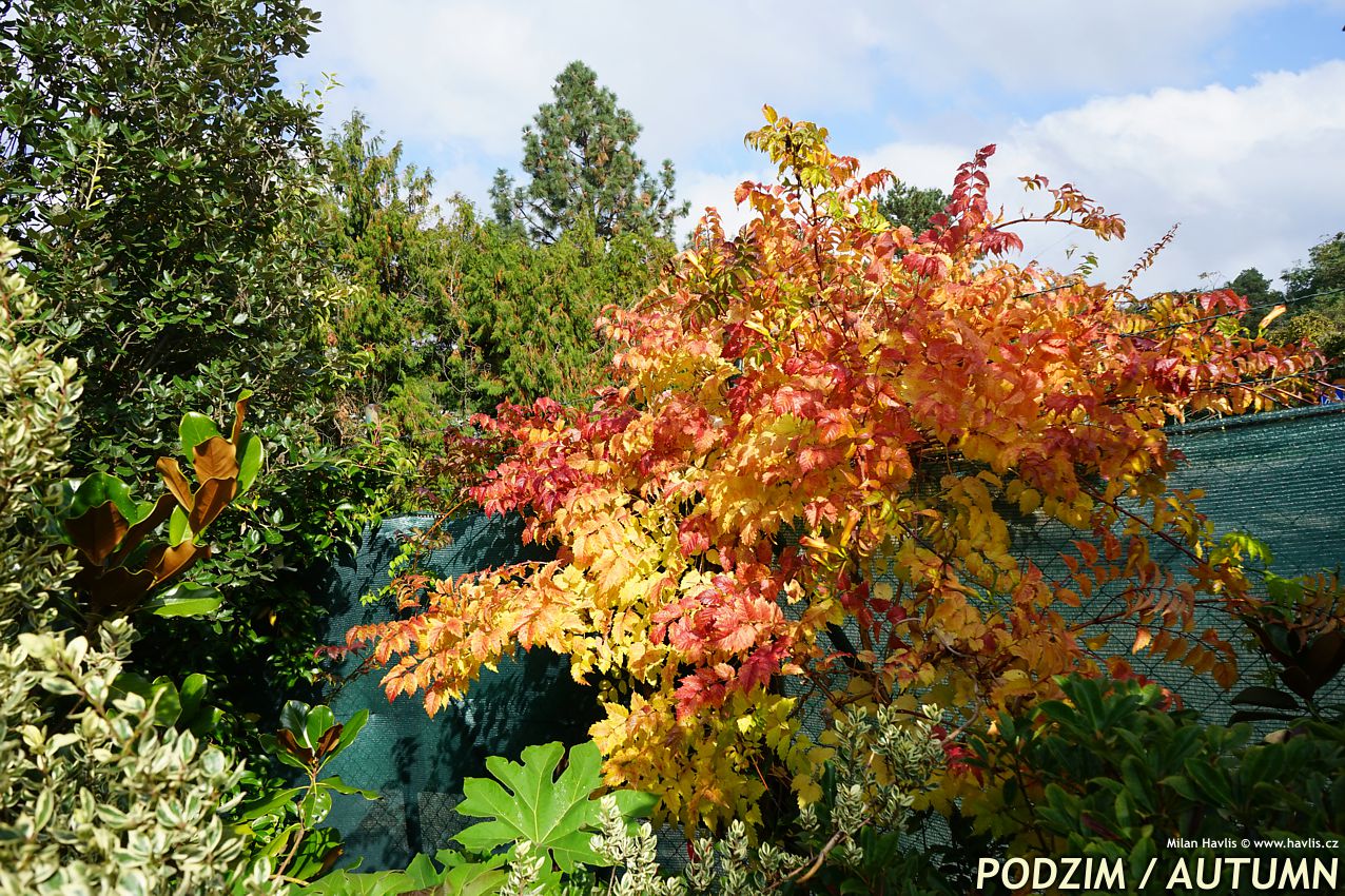 campsis x tagliabuana Summer Jazz Fire