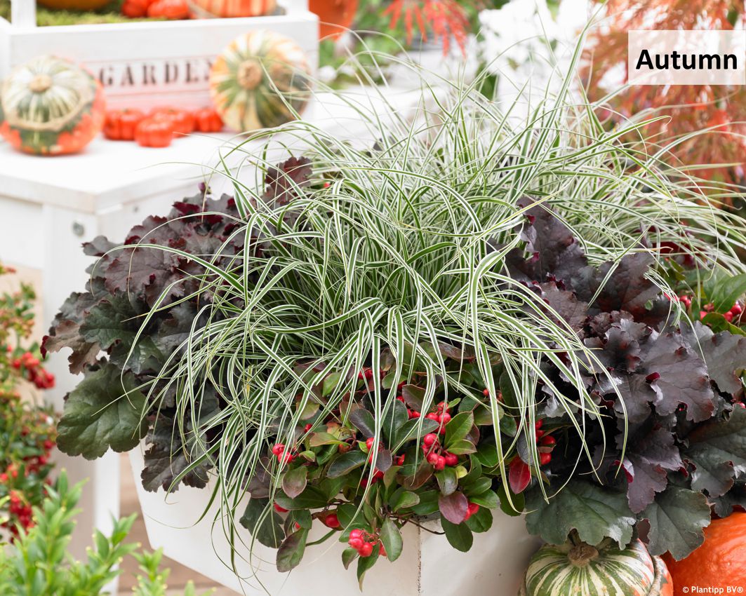 carex oshimensis Everest PT 3.jpg