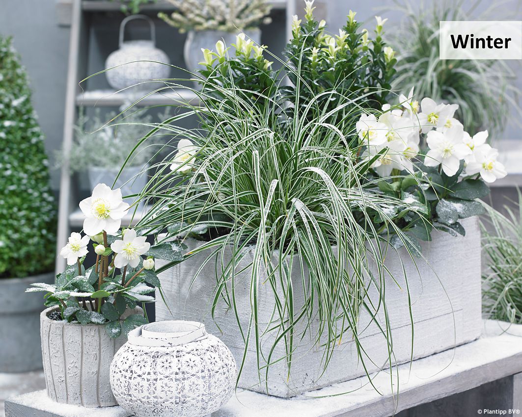 carex oshimensis Everest PT 4.jpg