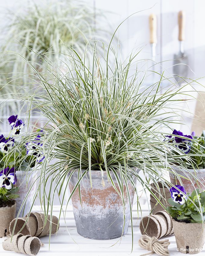 carex oshimensis Everest PT 5.jpg
