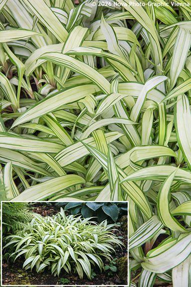 Carex siderosticta 'SHIRO-NAKAFU'