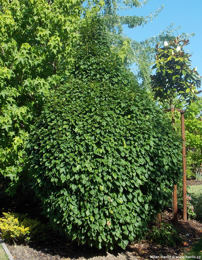 carpinus betulus Monumentalis