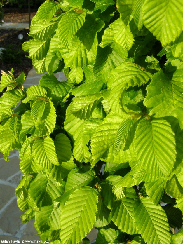 carpinus betulus Monumentalis