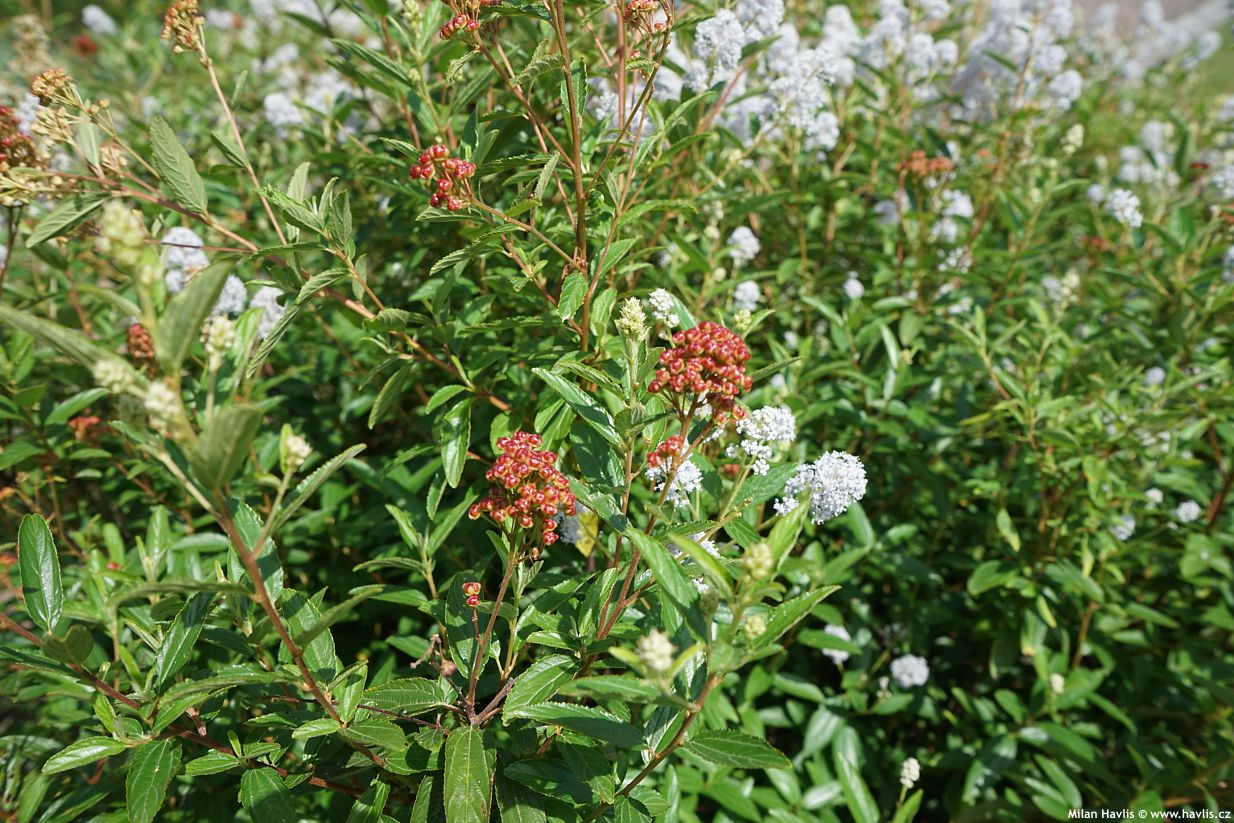 ceanothus x delilianus