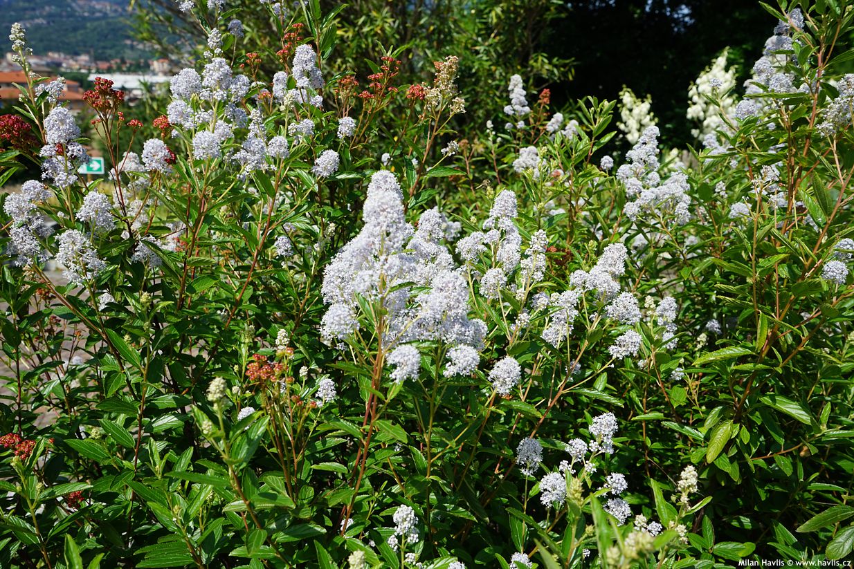 ceanothus x delilianus