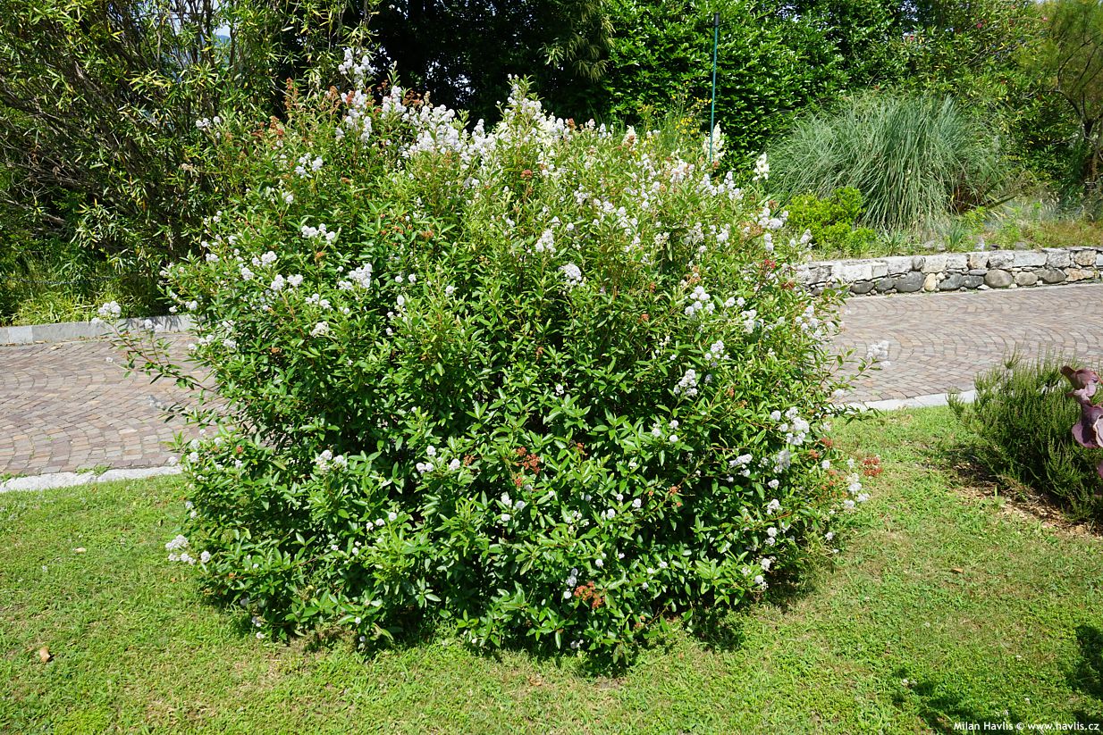 ceanothus x delilianus
