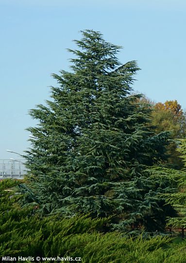 Cedrus atlantica 