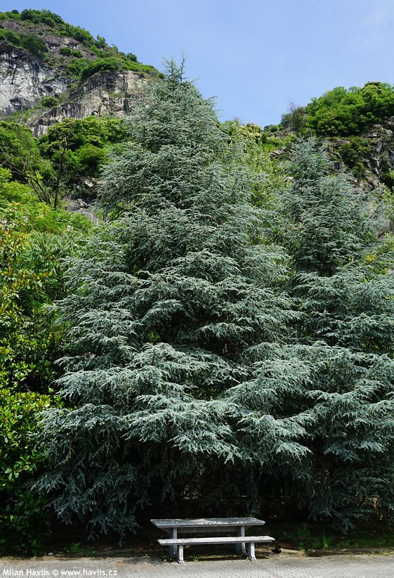 cedrus atlantica Glauca