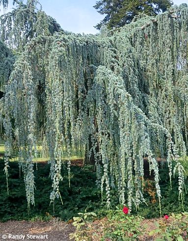 Cedrus atlantica f. 'GLAUCA PENDULA'