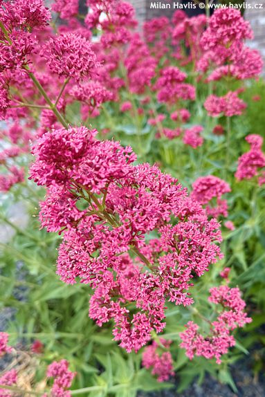 Centranthus ruber 'COCCINEUS'