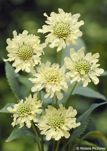 Cephalaria gigantea