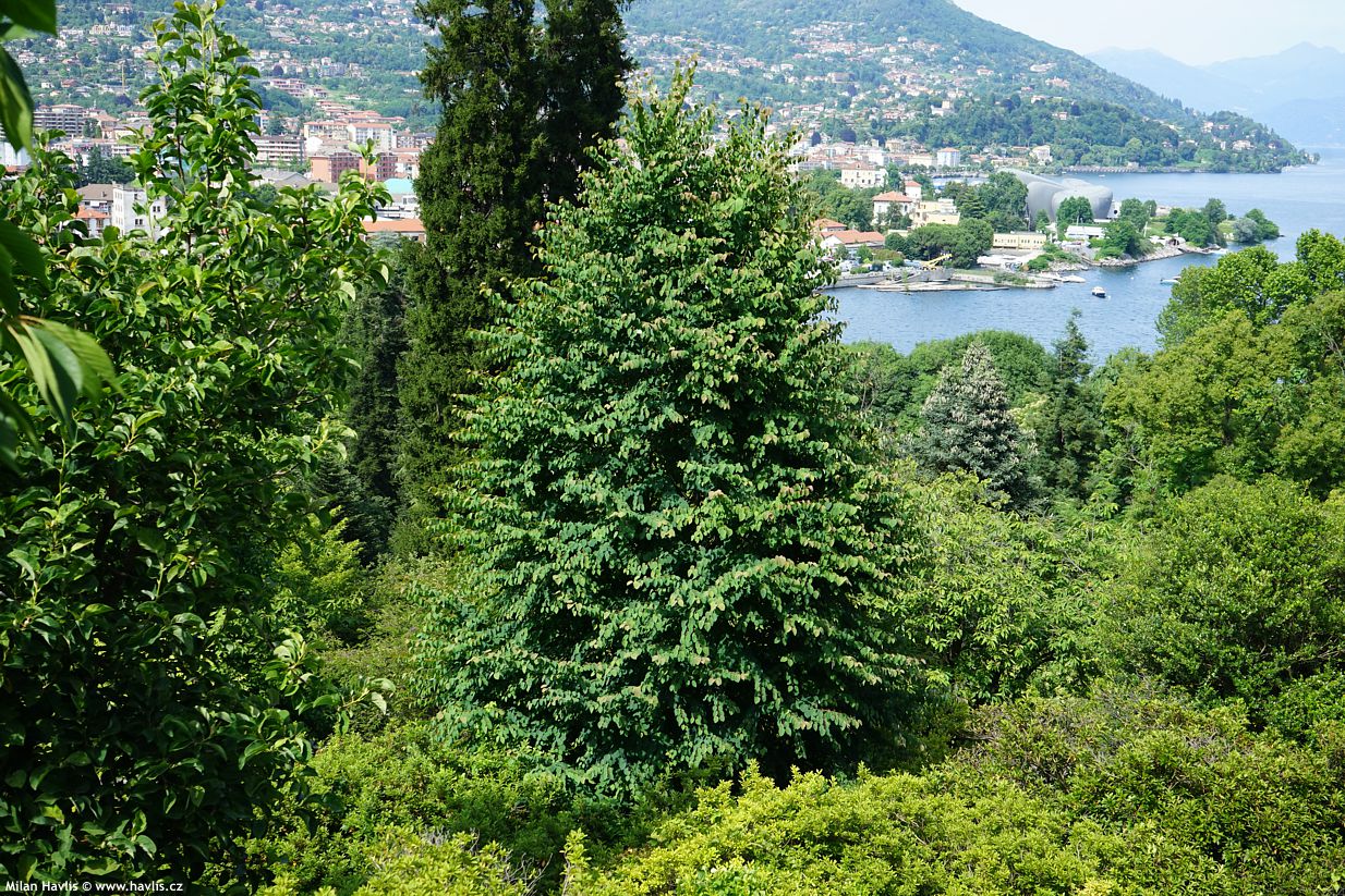 cercidiphyllum japonicum