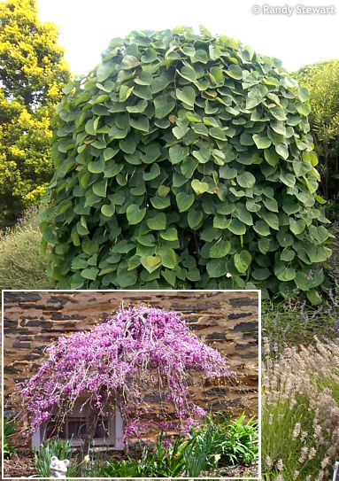 Cercis canadensis 'LAVENDER TWIST'&amp;reg; ('Covey')