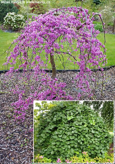 Cercis canadensis 'TRAVELLER'