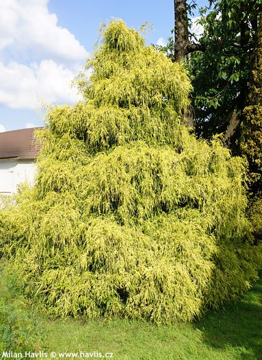 Chamaecyparis pisifera 'FILIFERA AUREA'