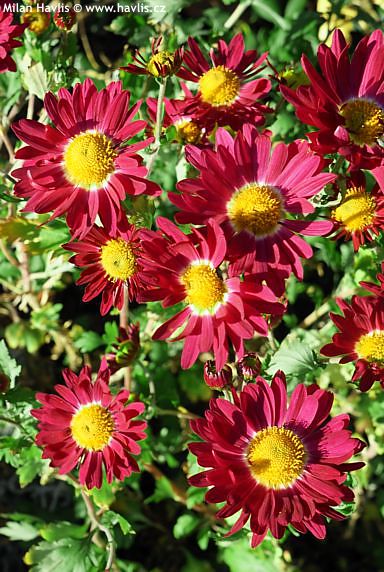 Chrysanthemum 'COUSIN JOAN'