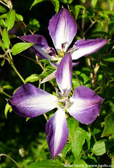 Clematis 'Zo25005' GLORIOUS CLOUD