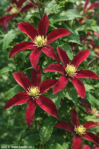 Clematis 'Zo23015' GLORIOUS RED