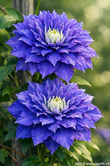 Clematis 'KIRI TE KANAWA'