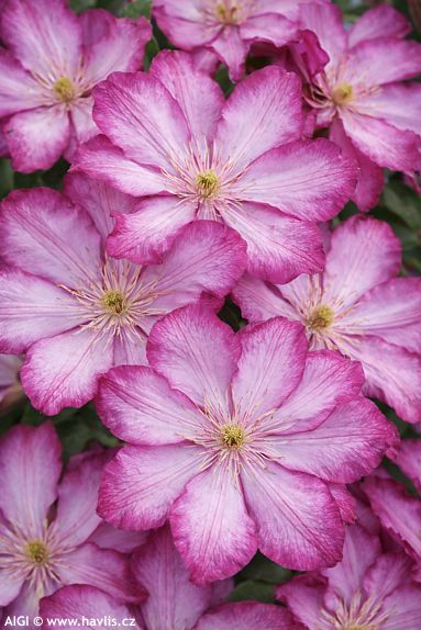 Clematis 'Zo08095' LIBERTY