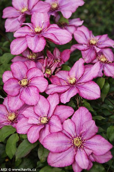 Clematis 'Zo11154' PARADISO