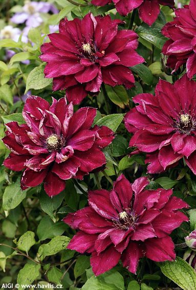 Clematis 'Zo11056' RED PASSION
