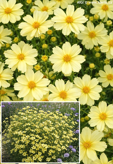 Coreopsis 'FULL MOON'