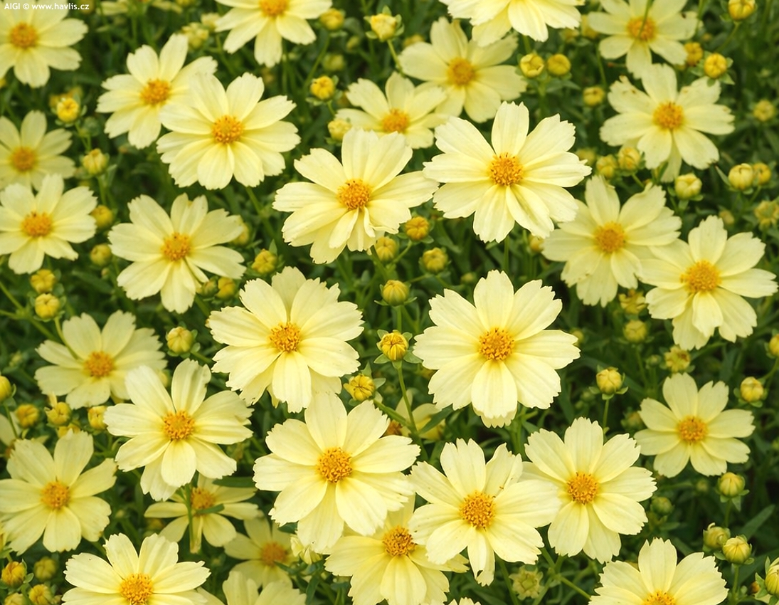 coreopsis Full Moon 2026 AIGI 1.jpg
