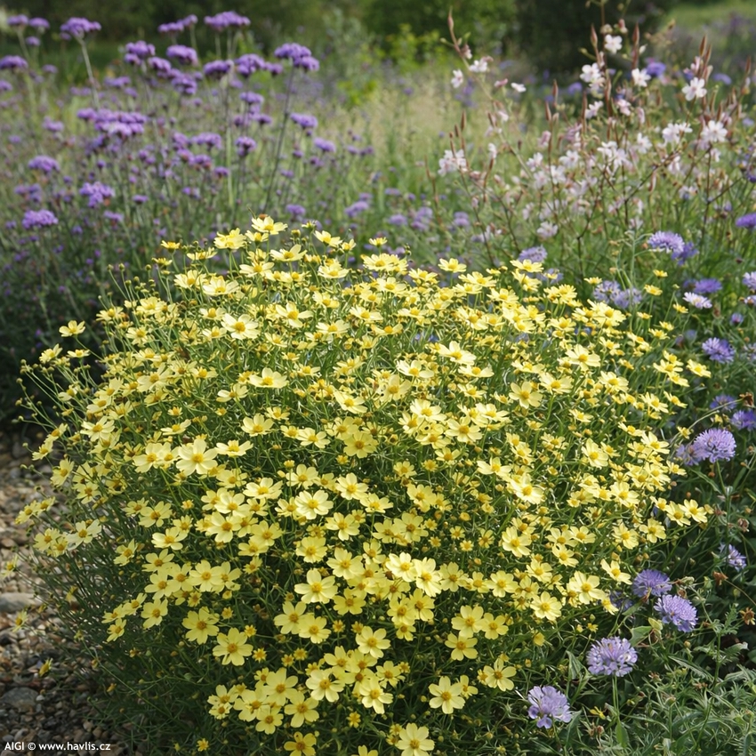 coreopsis Full Moon 2026 AIGI 3.jpg