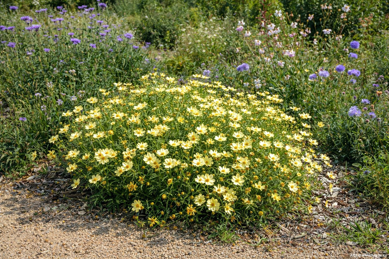 coreopsis Full Moon 2026 AIGI 5.jpg