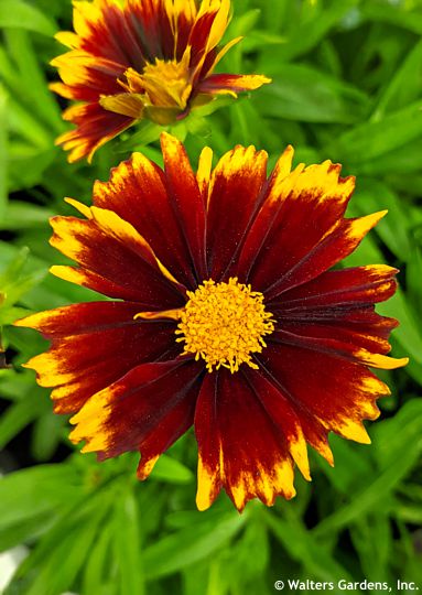 Coreopsis 'Baluptred' UPTICK RED