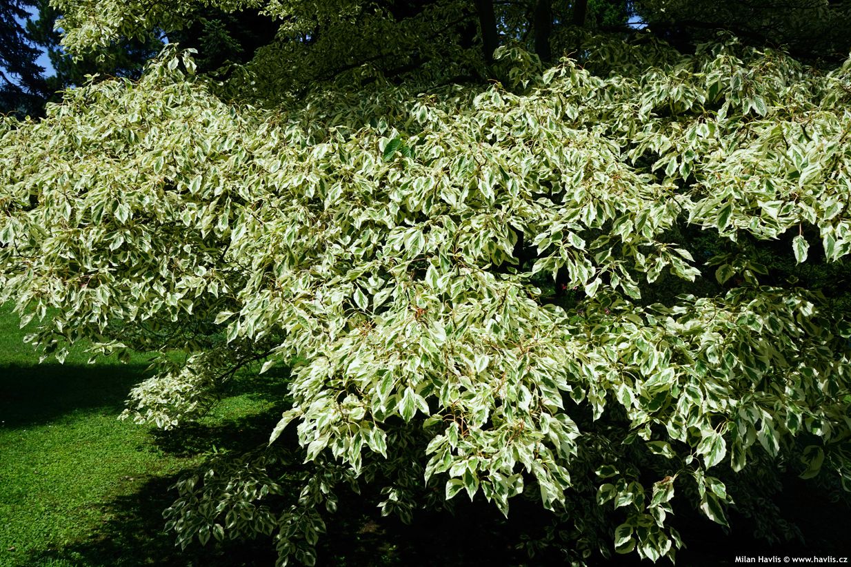 cornus controversa Variegata