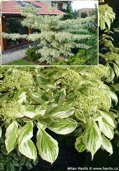 Cornus controversa 'VARIEGATA'